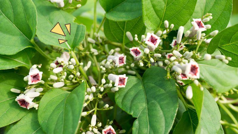 4 Solusi Ampuh untuk Mengatasi Kesulitan Buang Angin 4 Solusi Ampuh untuk Mengatasi Kesulitan Buang Angin