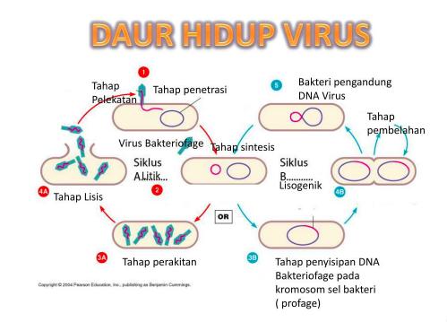 Hidup Virus Tergolong: Materi Lengkap tentang Sejarah, Ciri, Bentuk, Struktur, dan Dampaknya Hidup Virus Tergolong: Materi Lengkap tentang Sejarah, Ciri, Bentuk, Struktur, dan Dampaknya