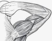 Manfaat dan Olahraga Untuk Membangun Otot yang Kuat