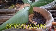 Resep Praktis Membuat Pisang Ijo Lezat